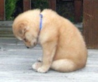 sad puppy